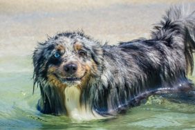 Australian Shepherd