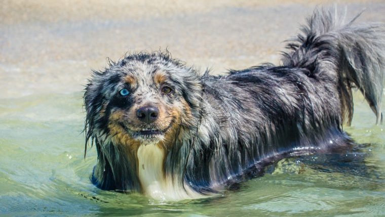 Australian Shepherd