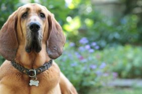 Bloodhound