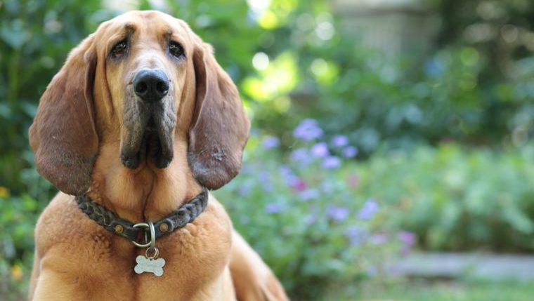 Bloodhound