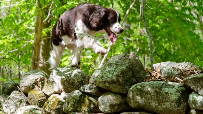 english springer spaniel