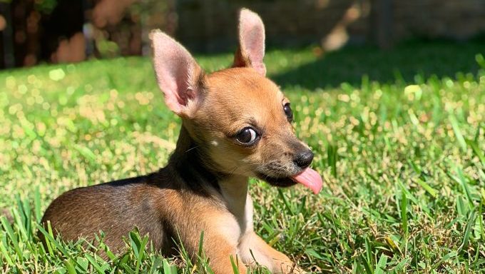 chihuahua paralysis