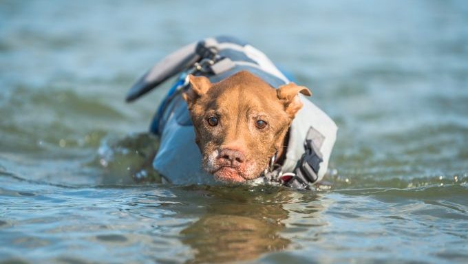 dogs rescued