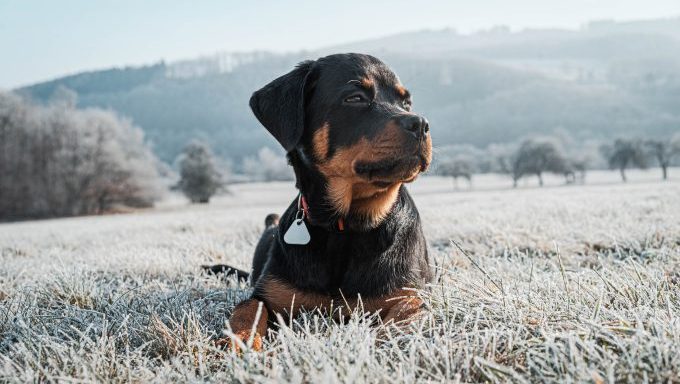 Texas rottweiler rescued