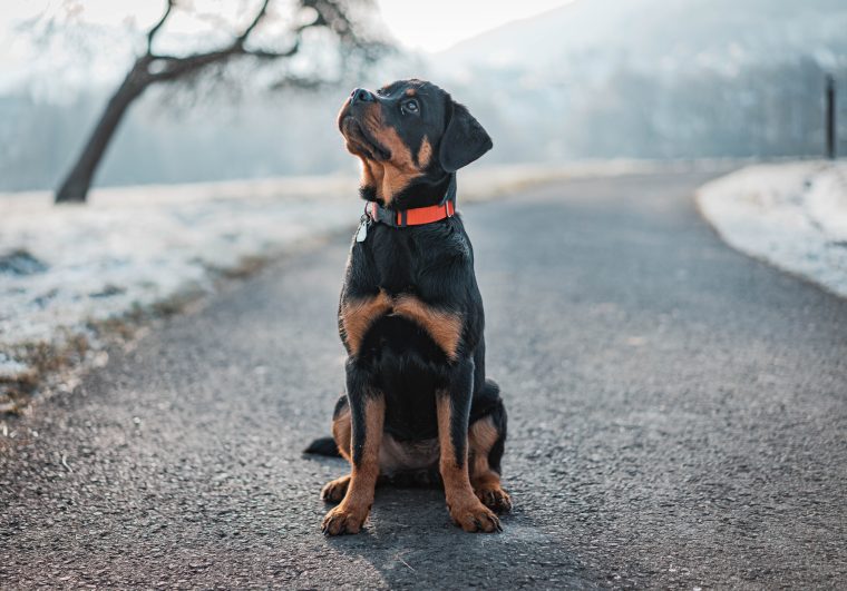 Texas rottweiler rescued