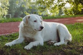 ronald the puppy failed adoptions