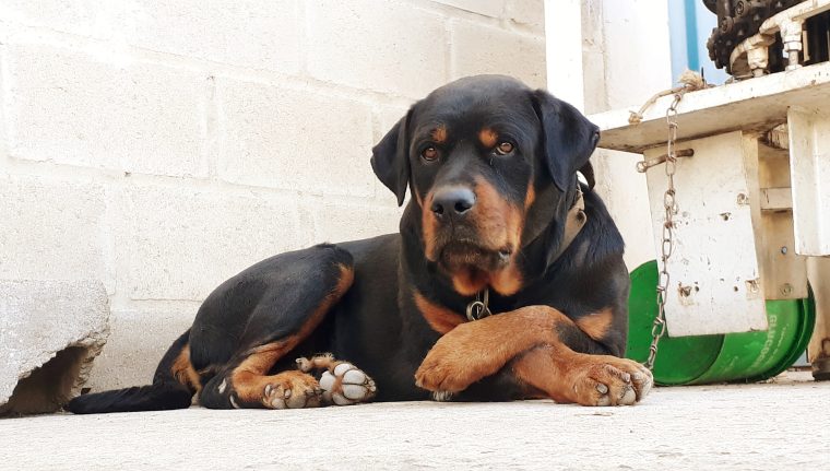 senior rottweiler