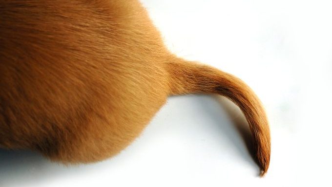 tails