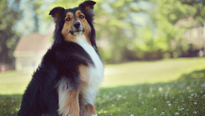 dog in grass