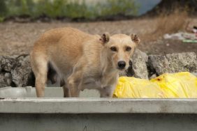 abandoned dog