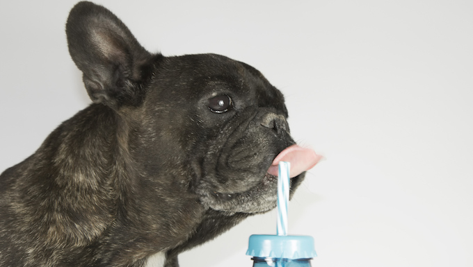 dog drinking water