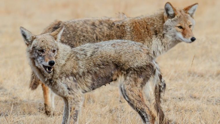 dog rescued coyotes