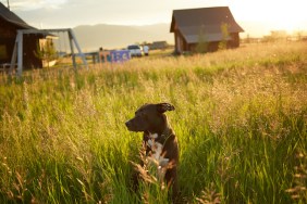 idaho dog