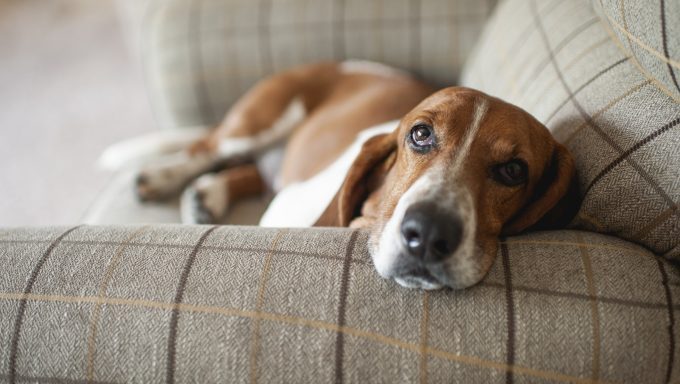 senior rescue dog