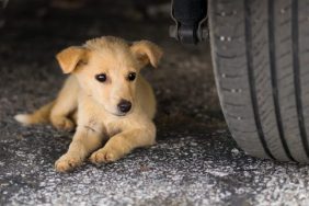 arizona puppy rescued