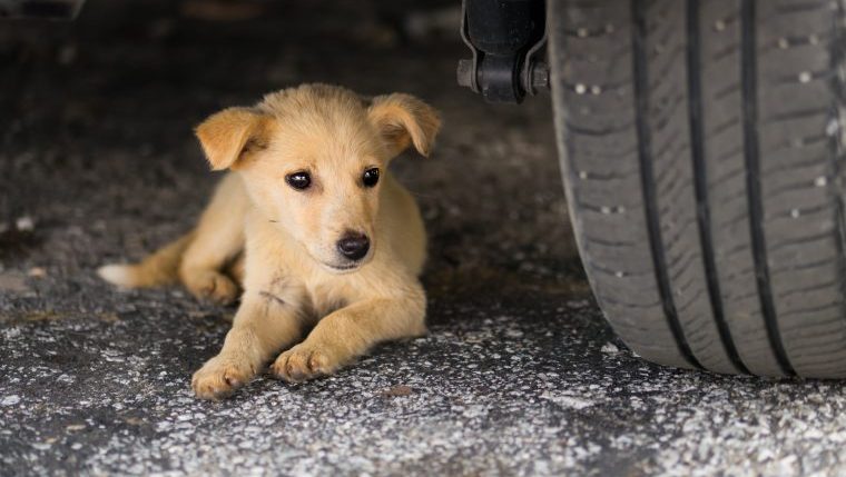 arizona puppy rescued