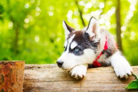 siberian husky puppy