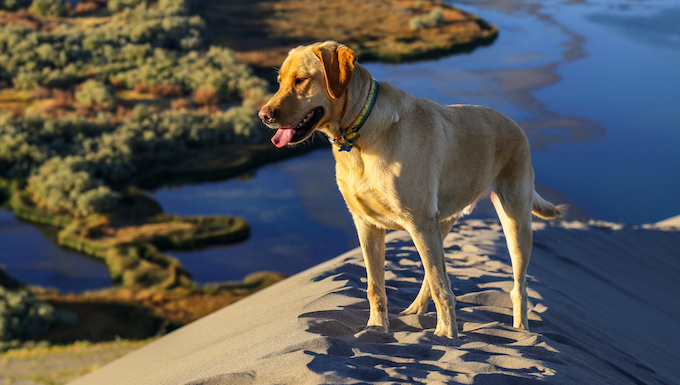 idaho dog