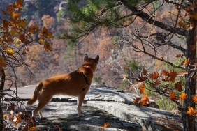 arkansas dog