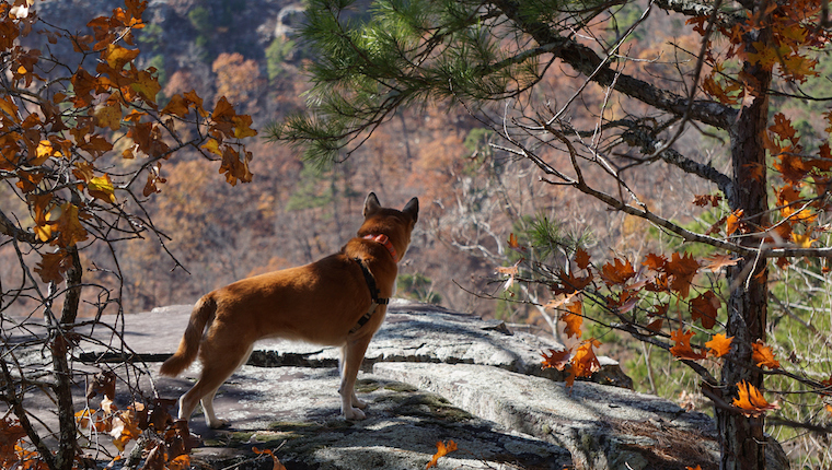 arkansas dog