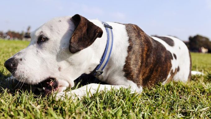 one-eared pit bull