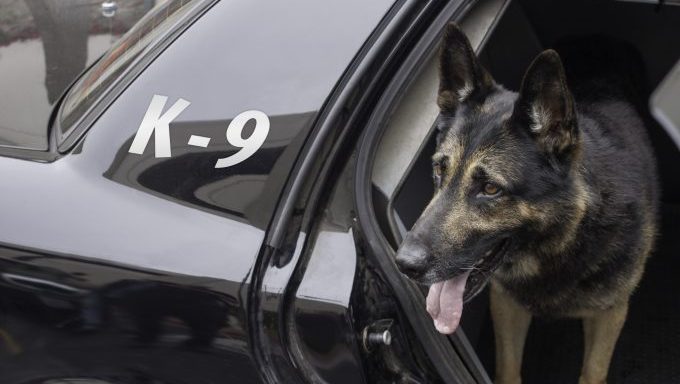 police dog