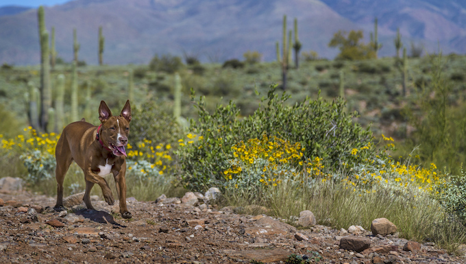 arizona dog