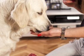 scent-detection golden retriever