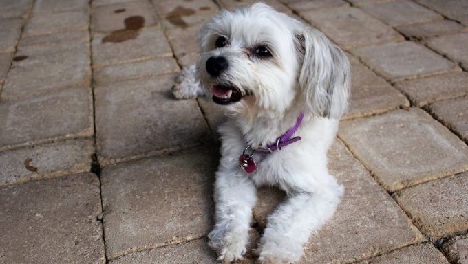 maltipoo puppy