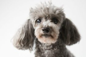 miniature poodle mix