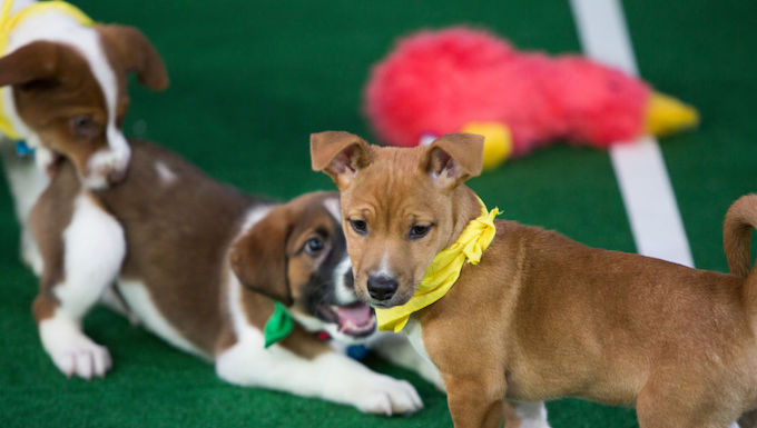 puppy bowl xix