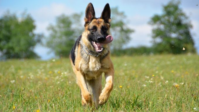 german shepherd