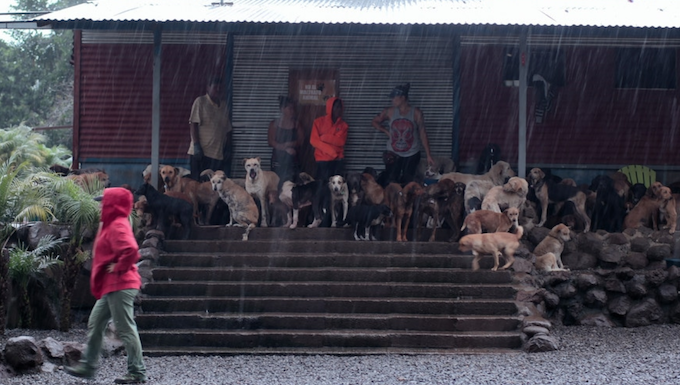 netflix's dogs territorio de zaguates