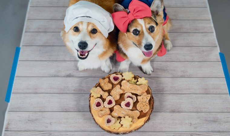 Barkcuterie