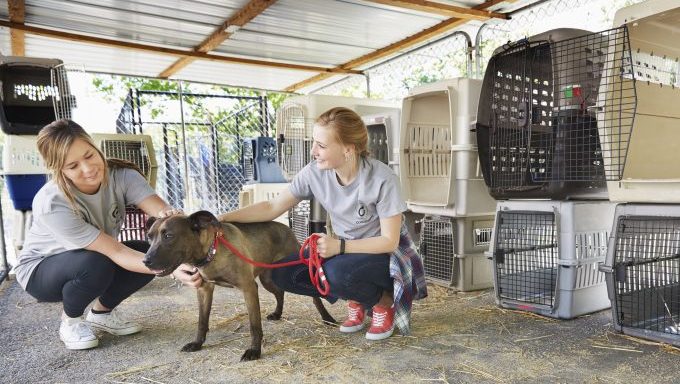 california animal shelter