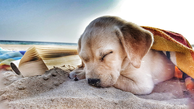 Dog asleep on vacation on beach.