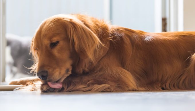 Golden Retriever licking their paw