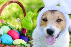 how to keep your dog safe on easter