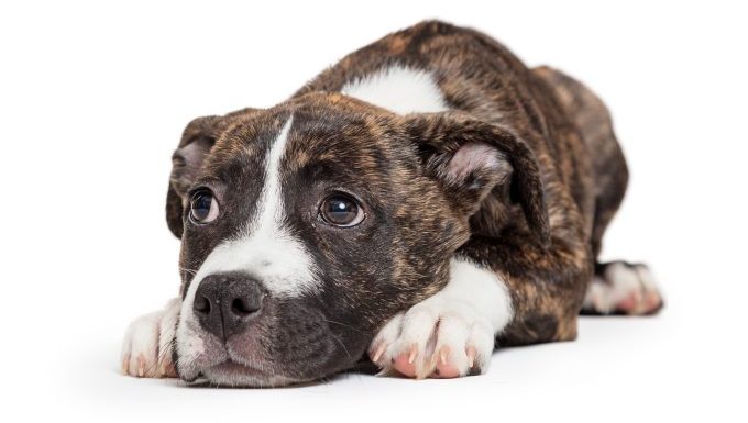 brindle terrier dog mauled to death