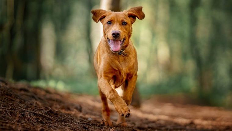 dog shot chasing deer