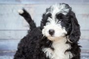 bernedoodle fun facts