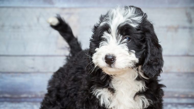 bernedoodle fun facts