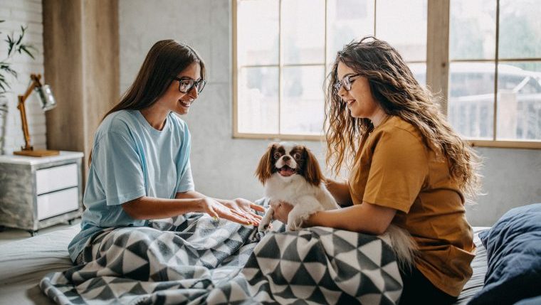 introducing your dog to your new roommate