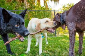 Three happy dogs chew on a stick.