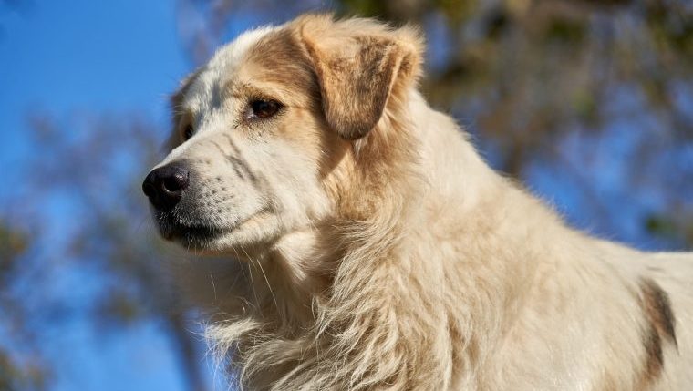 romanian mioritic sheepdog best dog names inspired by the bible