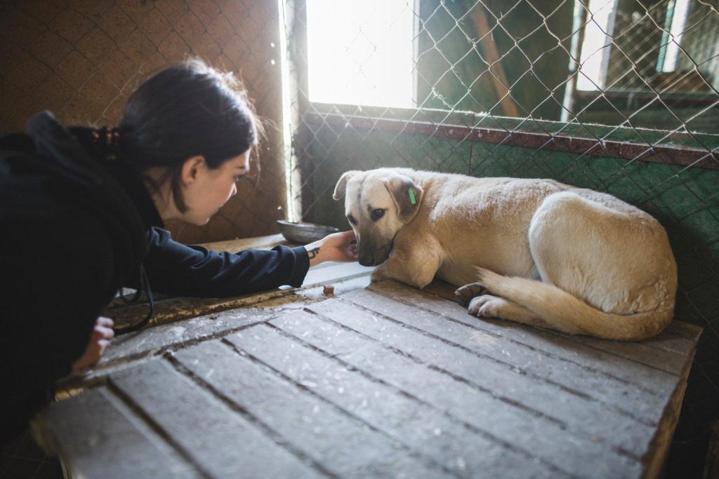 abused dog rescued