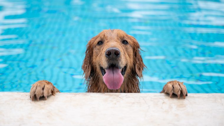 Golden Retriever in the pool