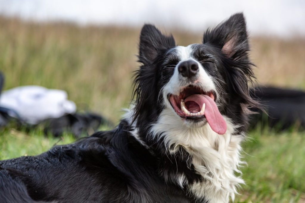 A black and white border collie dog sticking out his tongue.