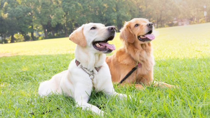 A Labrador Retriever and Golden Retriever sitting together