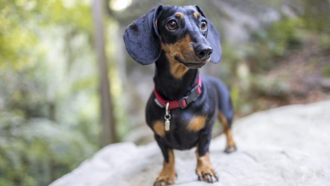 dachshund fun facts